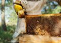 Explained: How J&K’s Beekeepers Battle Crore‑Rupee Losses as Honey Output Collapses