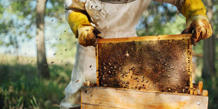 Explained: How J&K’s Beekeepers Battle Crore‑Rupee Losses as Honey Output Collapses