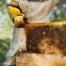 Explained: How J&K’s Beekeepers Battle Crore‑Rupee Losses as Honey Output Collapses